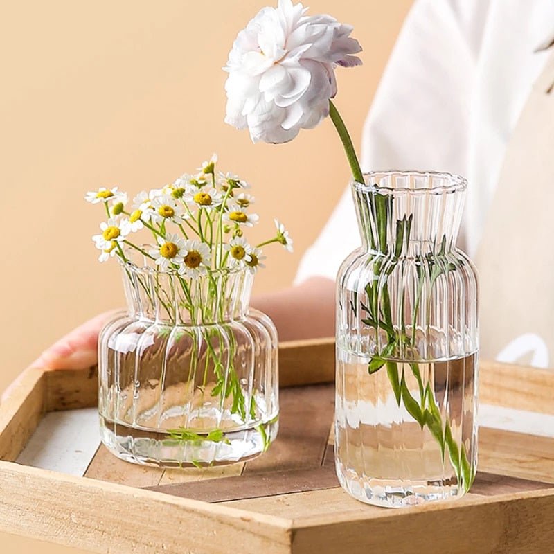 Stylish Transparent Glass Vases For Plant - DormVibes